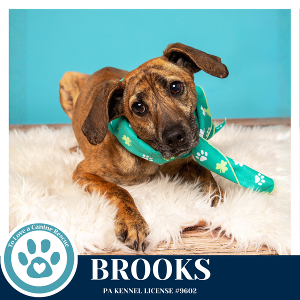 Brooks 022126