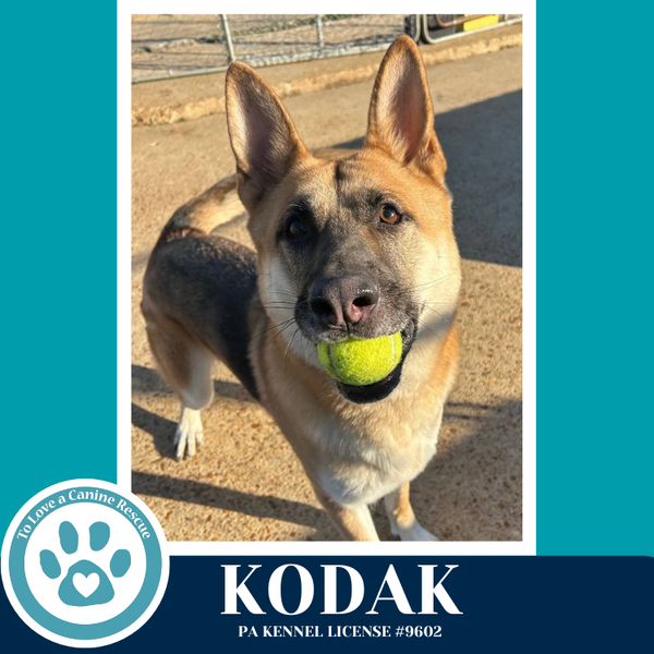 Kodak 022126