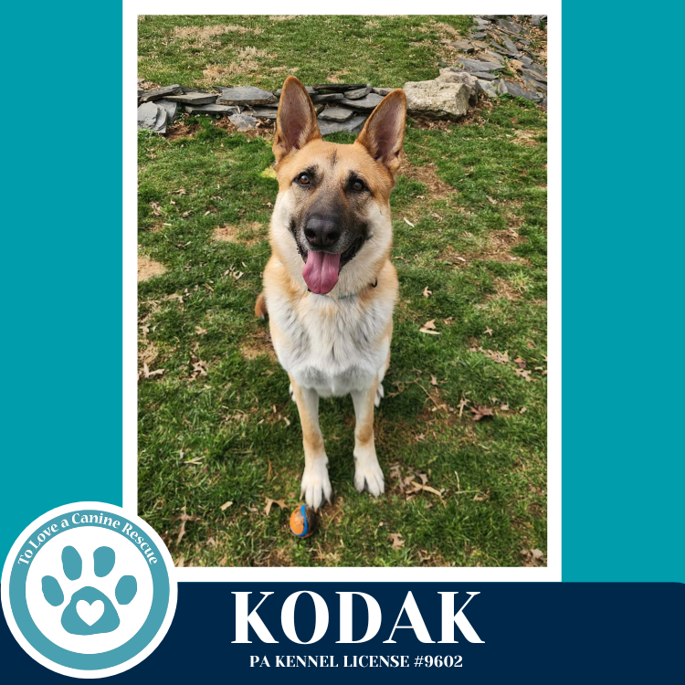 Kodak 022126