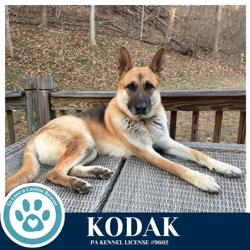 Kodak 022126, an adoptable German Shepherd Dog in Kimberton, PA