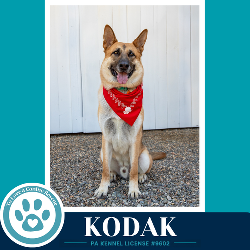 Kodak 022126, an adoptable German Shepherd Dog in Kimberton, PA