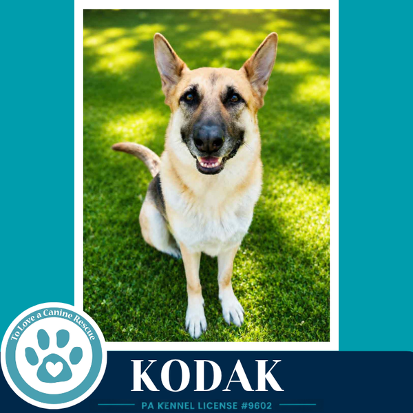 Kodak 022126