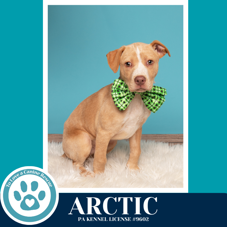 Arctic (Winter Storm Pups) 022126