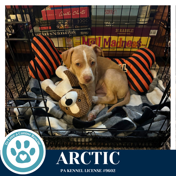 Arctic (Winter Storm Pups) 022126