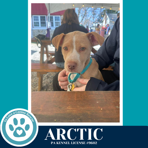 Arctic (Winter Storm Pups) 022126, an adoptable Labrador Retriever in Kimberton, PA