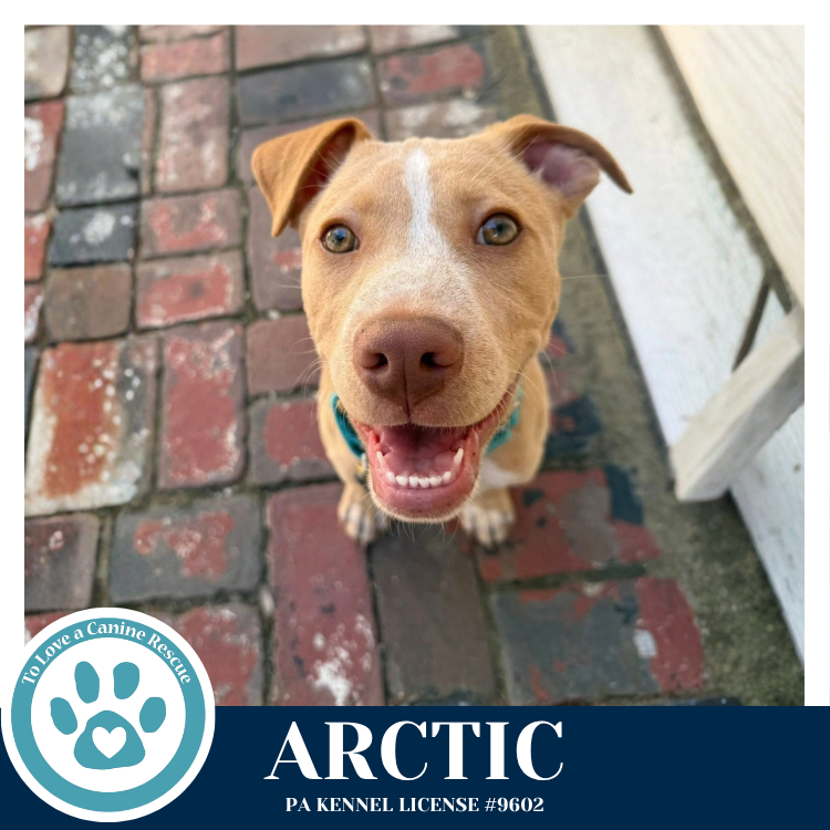 Arctic (Winter Storm Pups) 022126