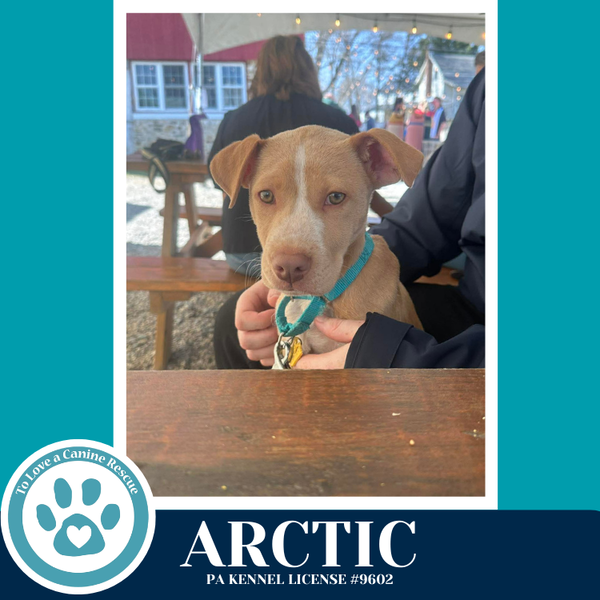 Arctic (Winter Storm Pups) 022126