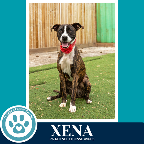 Xena (Cassandra's Fruit Family) 052425, an adoptable Boxer in Kimberton, PA