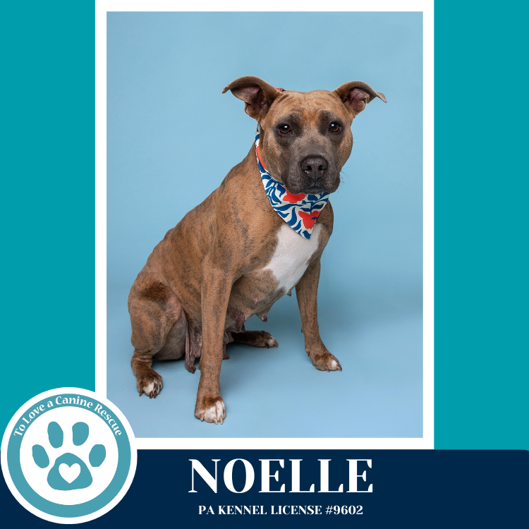 Noelle (Mom to Mardi Gras Paw-rade Pups) 010326