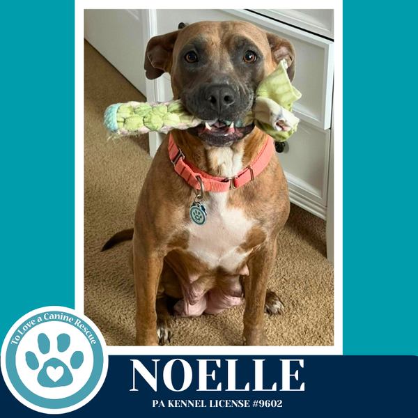 Noelle (Mom to Mardi Gras Paw-rade Pups) 010326