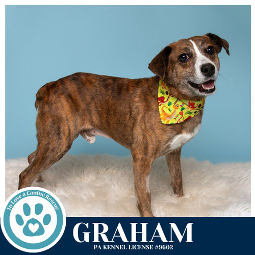 Graham 031426, an adoptable Terrier in Kimberton, PA