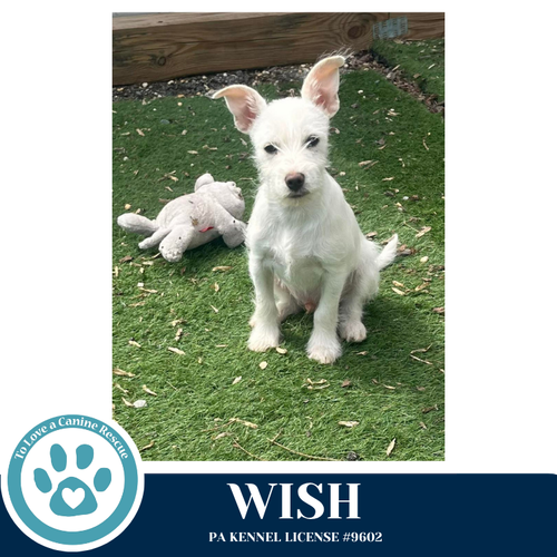 Wish (Hope's Miracles) 031426, an adoptable Chihuahua in Kimberton, PA