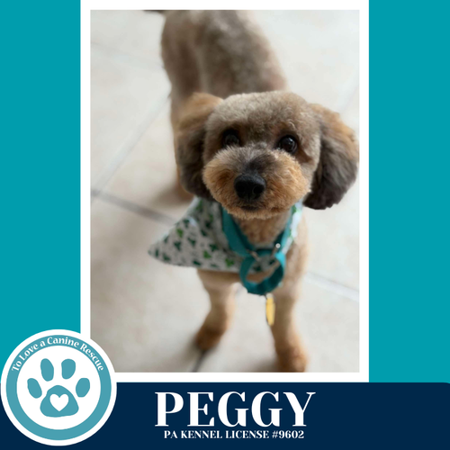 Peggy 030826, an adoptable Poodle in Kimberton, PA