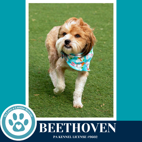 Beethoven (Beethoven's Classics) 032826, an adoptable Shih Tzu in Kimberton, PA
