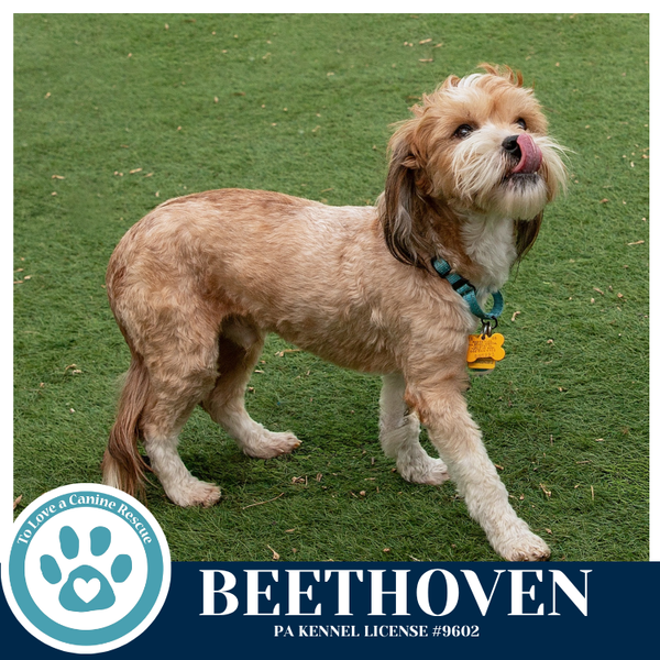 Beethoven (Beethoven's Classics) 032826