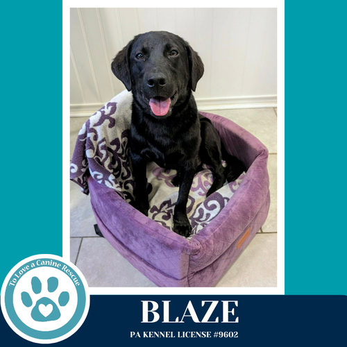 Blaze 032826, an adoptable Labrador Retriever in Kimberton, PA