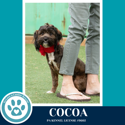 Cocoa (Beethoven's Classics) 032826, an adoptable Shih Tzu in Kimberton, PA