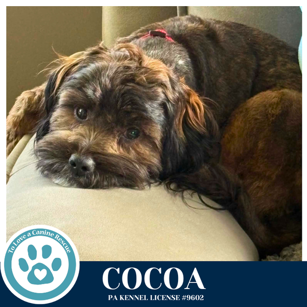 Cocoa (Beethoven's Classics) 032826