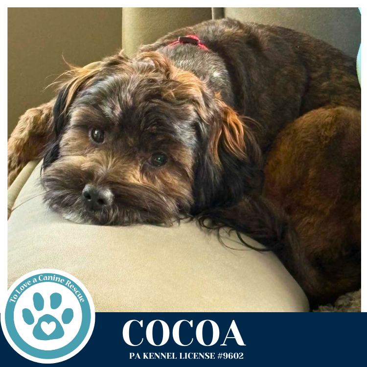 Cocoa (Beethoven's Classics) 032826