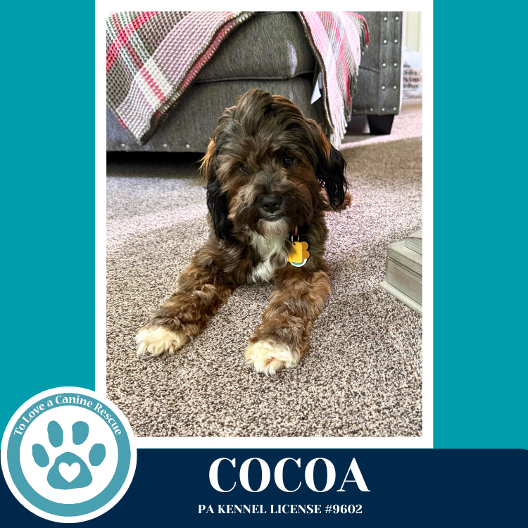Cocoa (Beethoven's Classics) 032826