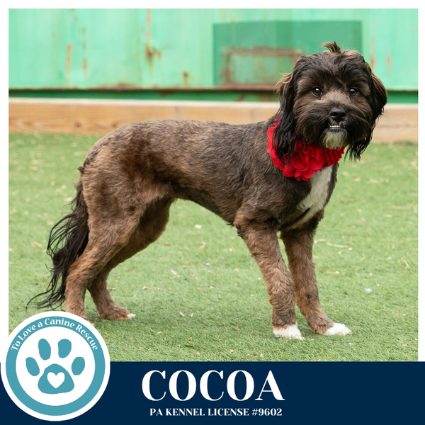 Cocoa (Beethoven's Classics) 032826