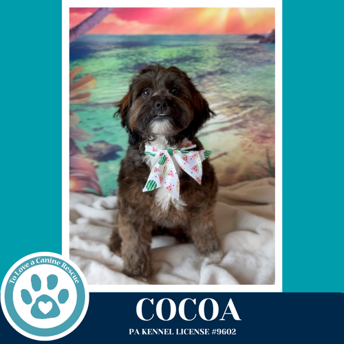 Cocoa (Beethoven's Classics) 032826, an adoptable Shih Tzu in Kimberton, PA