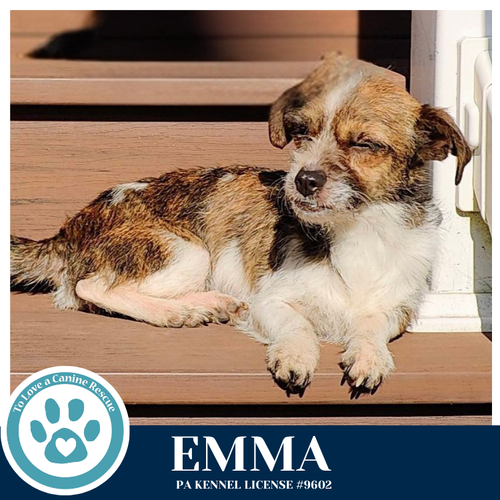 Emma 032826, an adoptable Yorkshire Terrier Yorkie in Kimberton, PA
