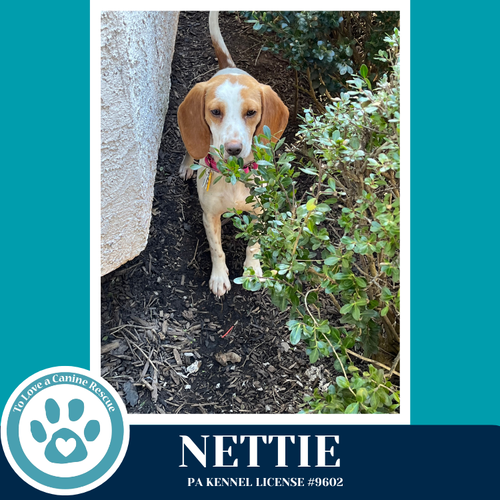 Nettie (Freckled Poppies) 032826, an adoptable Beagle in Kimberton, PA