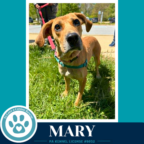 Mary 032826, an adoptable Labrador Retriever in Kimberton, PA