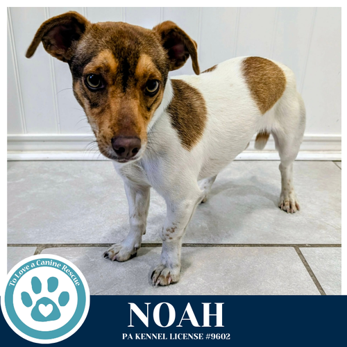 Noah (Notable Noodles) 032826, an adoptable Jack Russell Terrier in Kimberton, PA