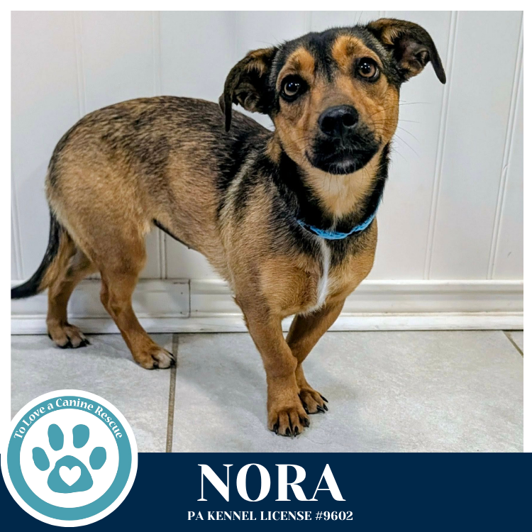 Nora (Notable Noodles) 032826