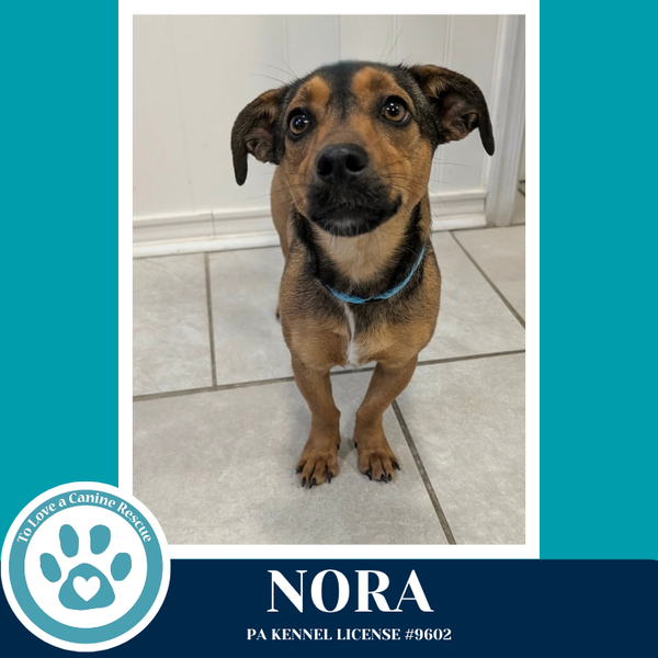 Nora (Notable Noodles) 032826