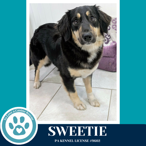 Sweetie (English Darlings) 032826, an adoptable English Shepherd in Kimberton, PA