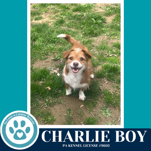 Charlie Boy 112225, an adoptable Terrier in Kimberton, PA