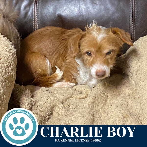 Charlie Boy 112225