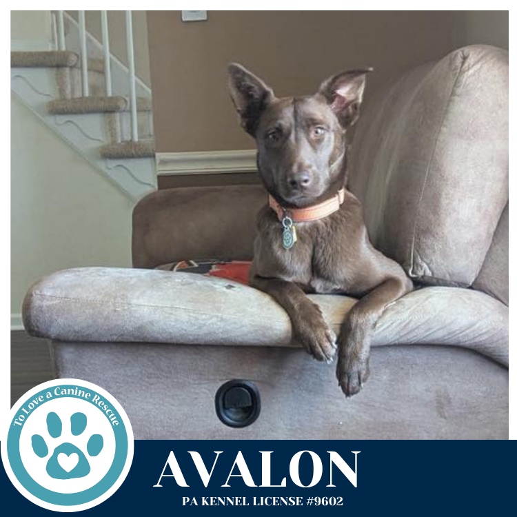 Avalon (Jersey Shore Pup) 040426