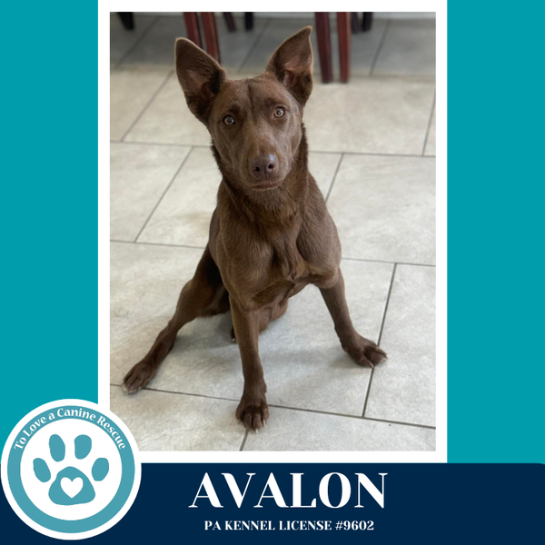 Avalon (Jersey Shore Pup) 040426
