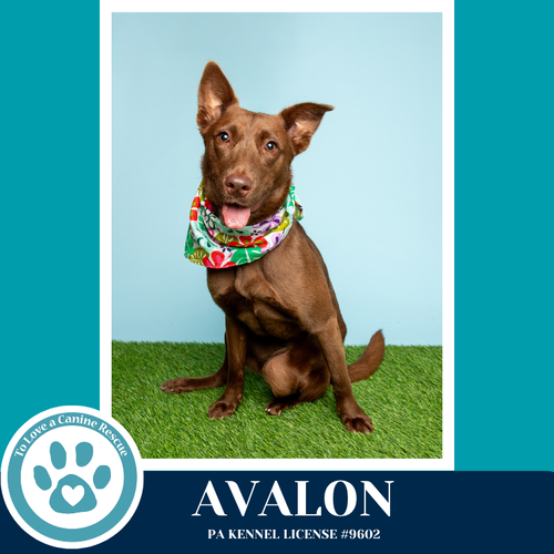 Avalon (Jersey Shore Pup) 040426