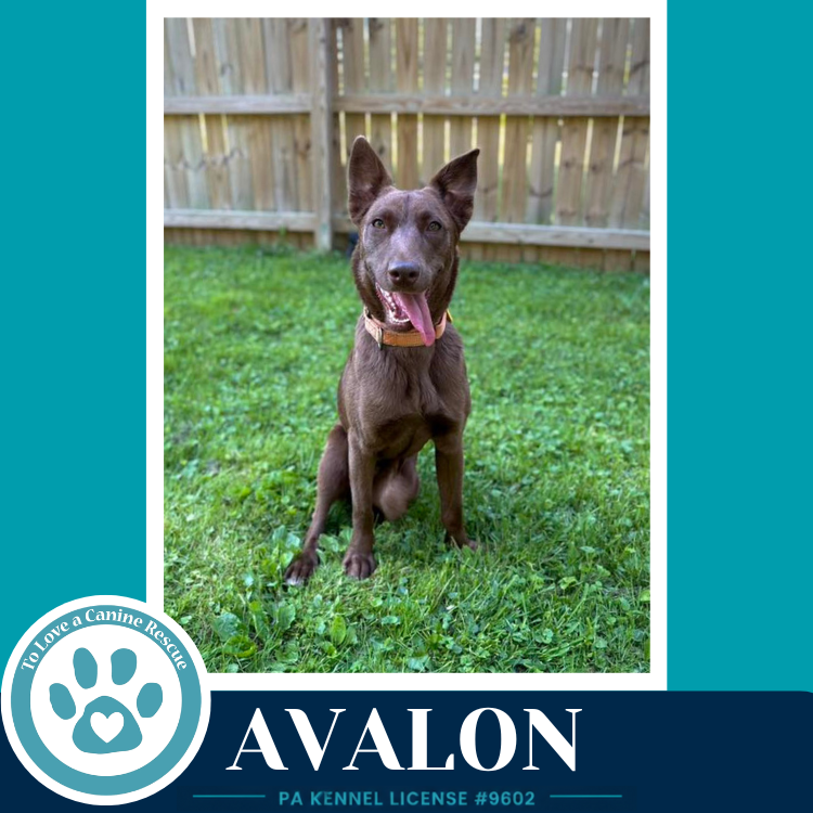 Avalon (Jersey Shore Pup) 040426