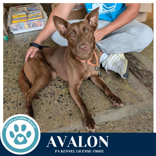 Avalon (Jersey Shore Pup) 040426