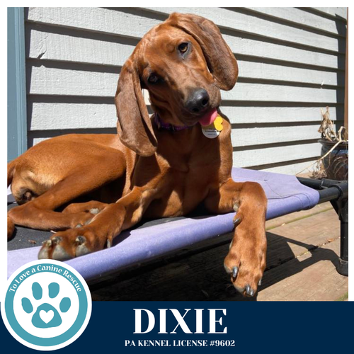 Dixie 041126, an adoptable Redbone Coonhound in Kimberton, PA