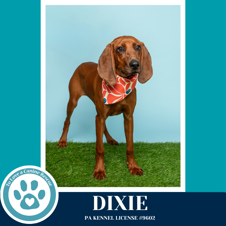 Dixie 041126