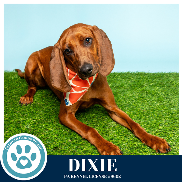 Dixie 041126