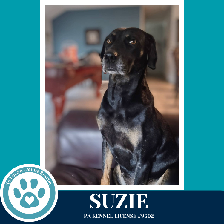 Suzie 041126