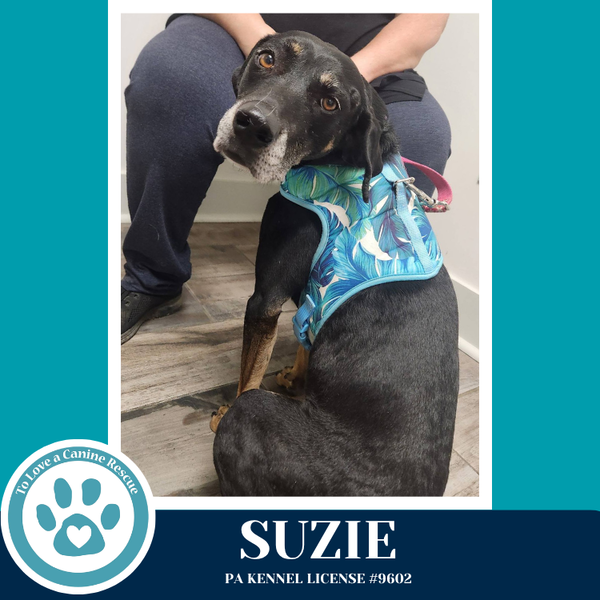 Suzie 041126