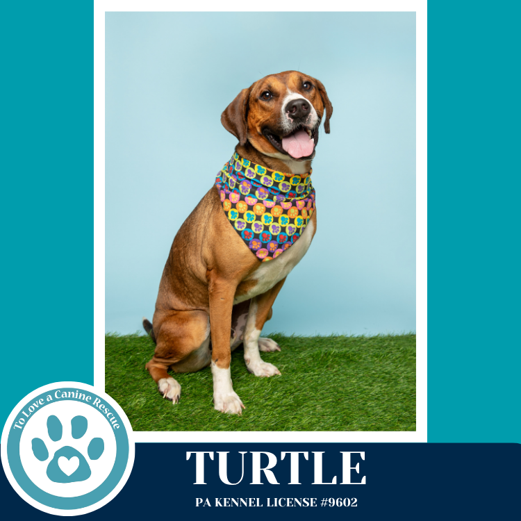 Turtle 041126