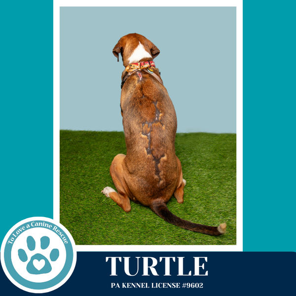 Turtle 041126