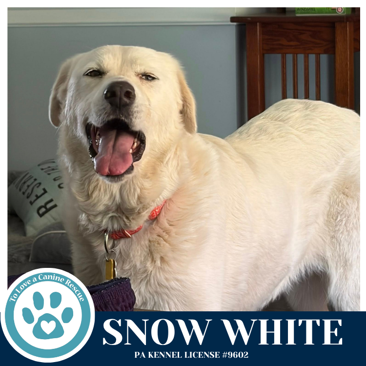 Snow White 041826