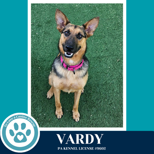 Vardy 041826, an adoptable German Shepherd Dog in Kimberton, PA