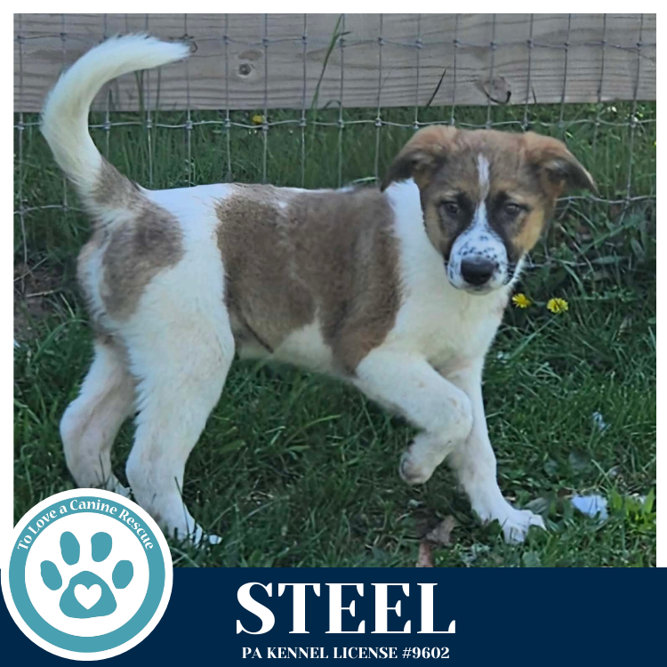 Steel (Smarty Pants Pups) 041826